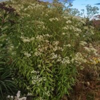 Aster ‘Weißer Schirm’