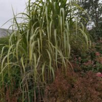 Miscanthus ‘Gilt Edge’