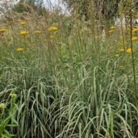 Molinia arundinacea JS ‘Mostenveld’