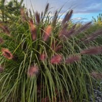 Pennisetum alopecuroides ‘Red Head’