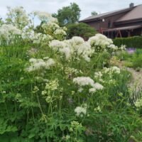 Thalictrum aguilegifolium ‘Album’
