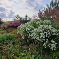 Aster novae-angliae ‘Herbstschnee’