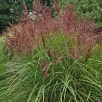 Miscanthus sinensis ’Dread Lock’