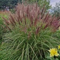 Miscanthus sinensis ’Dread Lock’