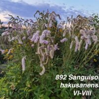 Sanguisorba hakusanensis