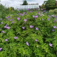 Geranium ‘Nimbus’