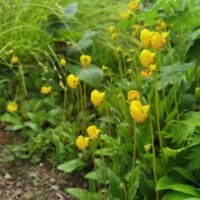 Calceolaria biflora