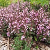 Teucrium x lucidrys