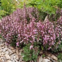 Teucrium x lucidrys