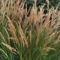 Achnatherum calamagrostis ‘Algau’