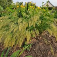 Achnatherum calamagrostis ‘Algau’