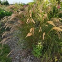 Achnatherum calamagrostis ‘Algau’
