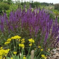 Salvia ‘Wesuwe’