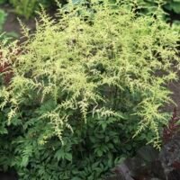 Astilbe ‘Deutschland’
