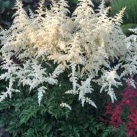 Astilbe ‘Deutschland’