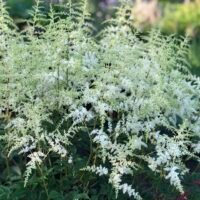 Astilbe ‘Deutschland’