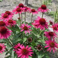 Echinacea ‘Delicious Candy’