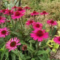 Echinacea ‘Delicious Candy’