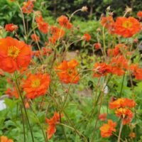 Geum chiloense ‘Dolly North’