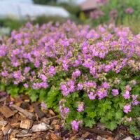 Geranium x cantabrigiense ‘Cambridge’