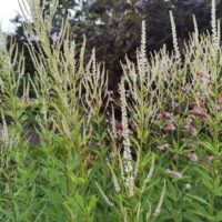 Veronicastrum virginicum ‘Diana’