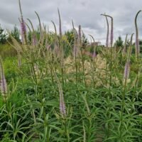 Veronicastrum virginicum ‘Lavendeltrum’