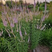 Veronicastrum virginicum ‘Lavendeltrum’