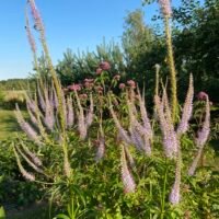 Veronicastrum virginicum ‘Lavendeltrum’