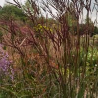 Andropogon gerardii Weinheim Burgundy