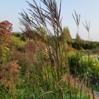 Andropogon gerardii Weinheim Burgundy