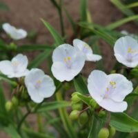 Tradescantia x andersoniana ‘Innocence’