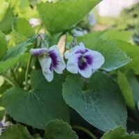 Viola ‘Alice Witter’