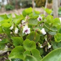 Viola ‘Alice Witter’