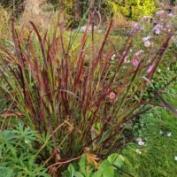 Panicum virgatum ‘Kulsenmoor’