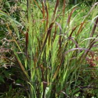 Panicum virgatum ‘Kulsenmoor’