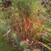 Panicum virgatum ‘Kulsenmoor’