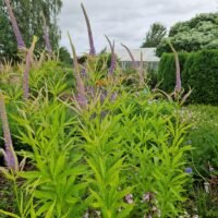 Veronicastrum virginicum ‘Temptation’