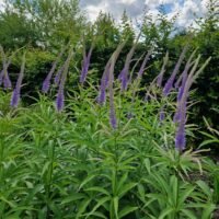Veronicastrum virginicum ‘Temptation’