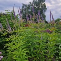 Veronicastrum virginicum ‘Temptation’
