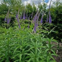 Veronicastrum virginicum ‘Temptation’