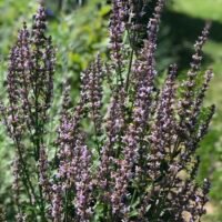 Nepeta nuda ‘Purple Cat’