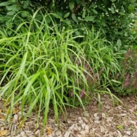 Miscanthus oligostachys ‘Nanus Variegatus’
