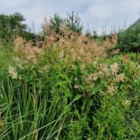 Persicaria polymorpha