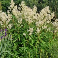 Persicaria polymorpha