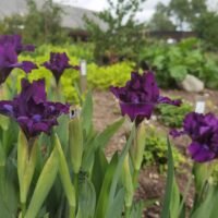 Iris Nr.2