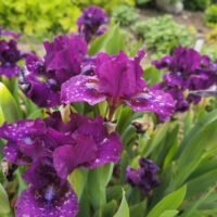 Iris Nr.2