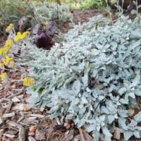 Tanacetum densum