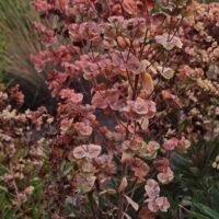 Euforbia x martinii ‘Ascot Rainbow’