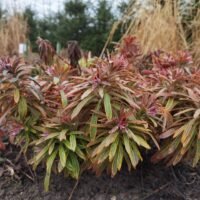 Euforbia x martinii ‘Ascot Rainbow’