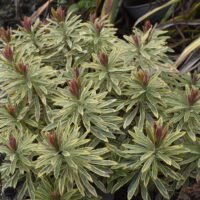 Euforbia x martinii ‘Ascot Rainbow’